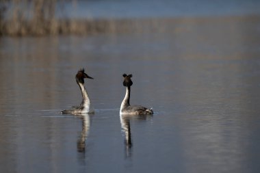 Büyük beyaz yunuslar (poeps cristatus) gölette yüzerler