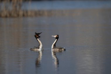 Büyük ibikli karabatak kuşu, falakrokoraks karbonhidrat, suda yüzüyor, Romanya
