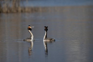 siyah ibikli grebe, podiseps kristali