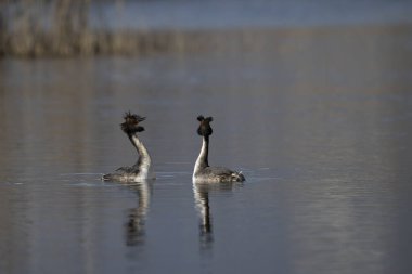 Gölde bir çift vahşi ördek.