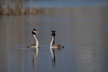 Büyük beyaz ibikli grebe, podiseps kristali