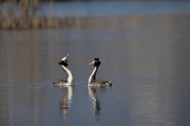 Suda bir çift ördek