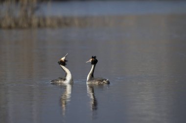 Suda iki beyaz kuğu
