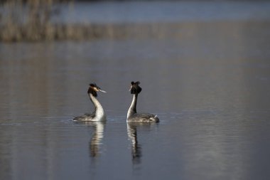 bir göl üzerinde siyah ibikli grebe (dices cristatus)