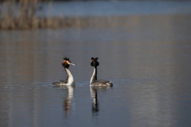 beyaz kuğu (cygnus atolor )