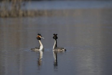 Gölde beyaz kuğular