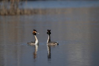 Büyük ibikli grebe, podikcristatus, kendi habitatında