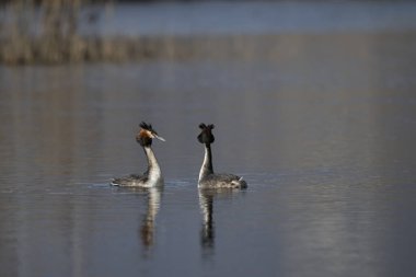 Siyah boyunlu kornet, dilodicus cristatus, yetişkin erkek, kadın, siyah piliç ve gagası.,