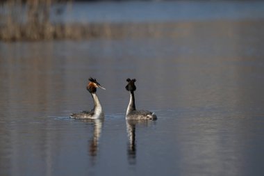 İki beyaz kuğu bir gölde Yüzme