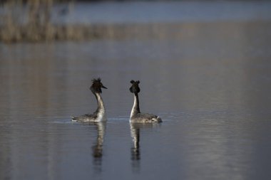 Gölde bir çift kuğu.