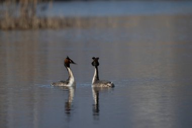 Vahşi doğada büyük beyaz kuğular.