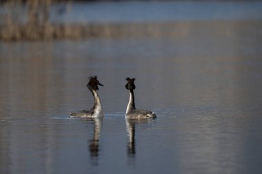 Kışın gölette bir çift ördek