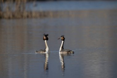 Büyük ibikli grebe, Podiceps kristali