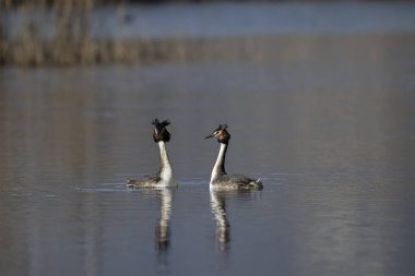 İki Kanada kazının doğal yaşam alanları.