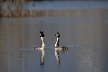 İki Kanada kazı suda yüzüyor.
