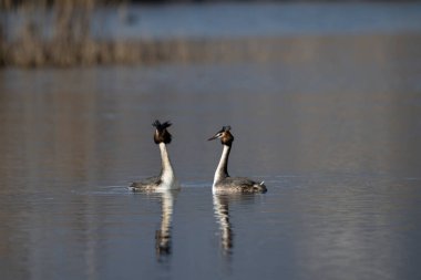 Suda bir çift ördek