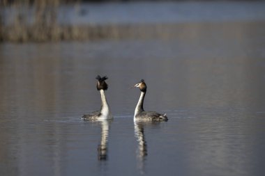 Güzel bir siyah kuğunun yakın çekimi.