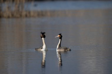 Büyük ibikli yunus balığı (podiceps kristali) gölette yüzüyor