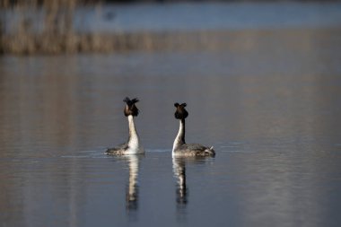 Gölde iki beyaz kuğu