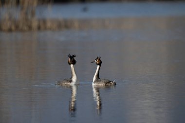 Gölde bir çift ördek