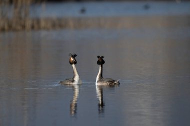 iki Kanada kazı (cygnus anensis) doğal ortamlarında