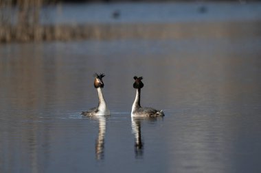 Büyük İbikli Yunus doğal ortamında