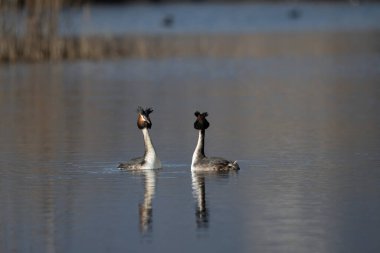 Suda bir çift ördek