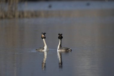 İki ördek suda yüzüyor.