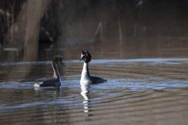 Nehirde yüzen bir çift siyah başlı kuğu (cygnus olor)