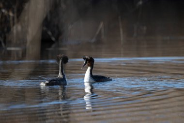 Siyah ve beyaz karabatak doğal bir yaşam alanında, kıvrımlı corbo, kuzey İspanya