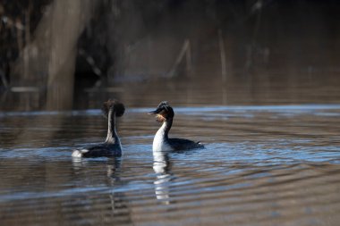Büyük beyaz kaz, esrarkeş (kristal durum) )