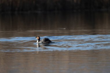 Kışın gölette sıradan bir yaban ördeği.