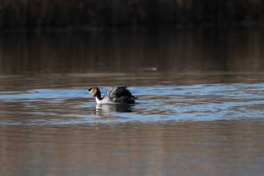Büyük bir yunus, gölette yüzüyor.