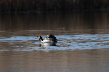 Hollanda 'daki gölette yüzen sıradan karaca (fulica atra)