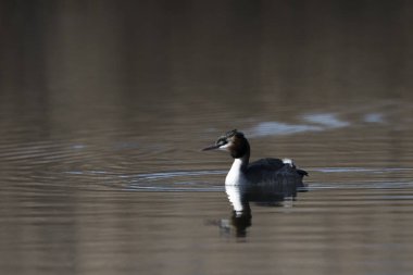 Gölde yüzen bir ördek