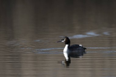 Genel Cooard (fulica atra )