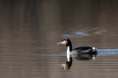 siyah grebe doğal ortamında