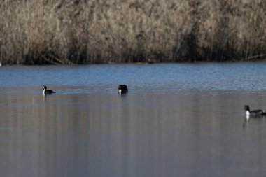 Yaygın karabatak, coracrophalus corax carbo