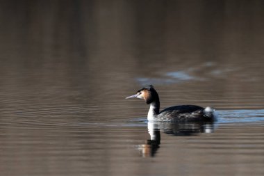 Gölde şirin bir ördeğin yakın plan fotoğrafı.
