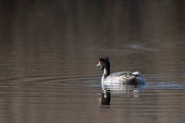 Büyük gri kaz (ardea cinerea) bir gölde yüzüyor.
