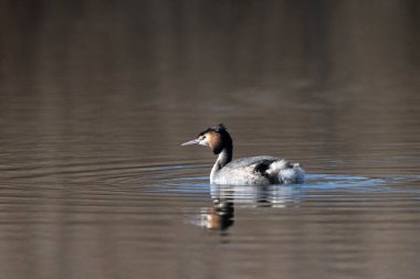 Ördek (anas platyynchos) gölette yüzüyor