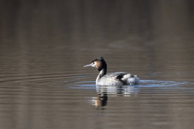 Gölde yüzen bir ördeğin yakın plan fotoğrafı.