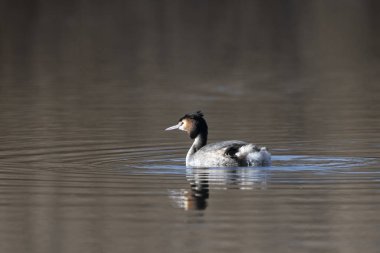 Kanada kazı doğada