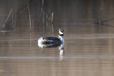 Genel grebe, (pogreficus ferficus )
