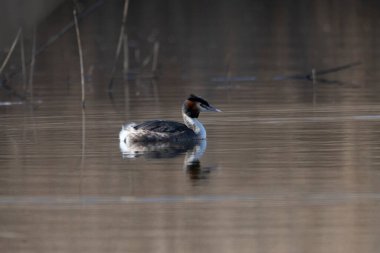 Sudaki güzel bir kuşun yakın çekimi.