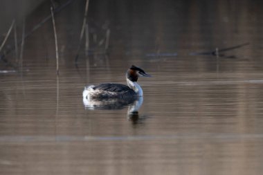Siyah boyunlu, göldeki suda yaşayan bir kuş.
