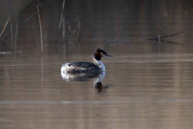 Siyah - kanatlı t-t-t - (himant himantopus himant) gölette