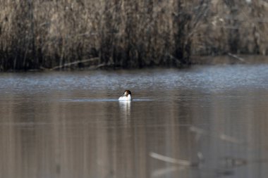 Beyaz kuyruklu ördek, pothonia löcoca, gölün kenarında duruyor.