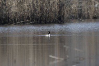 Göldeki siyah kuyruklu ördeğin yakın plan fotoğrafı.