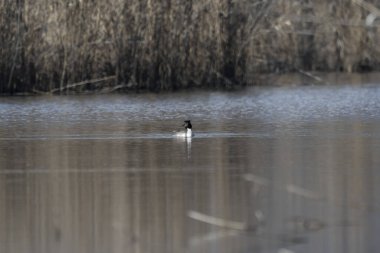 Kışın koyu renk yaka.